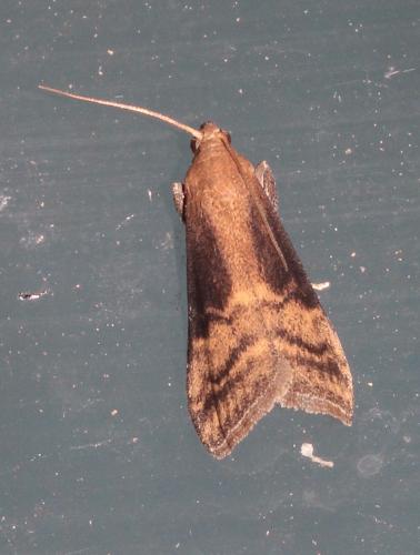 Euzophera fuliginosella